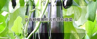 立春种植哪些农作物和蔬菜,第1图