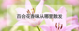 百合花香味从哪里散发,第1图