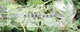 西瓜需要打头去顶吗,第1图