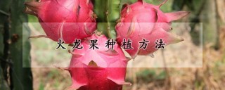 火龙果种植方法,第1图