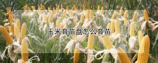 玉米育苗盘怎么育苗,第1图