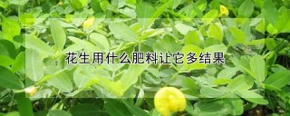 花生用什么肥料让它多结果,第1图