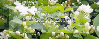 茉莉花适合在室内养吗,第1图