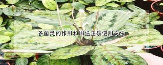 多菌灵的作用和用途正确使用方法,第1图