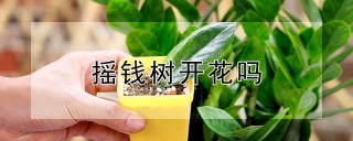 摇钱树开花吗,第1图