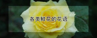 各类鲜花的花语,第1图