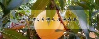 黄金蜜5号桃几月份成熟,第1图