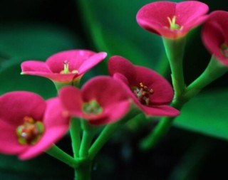 虎刺梅花期多少天，一年四季均可开花(养殖得当),第2图