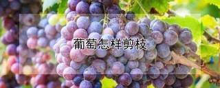 葡萄怎样剪枝,第1图