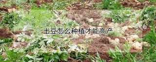 土豆怎么种植才能高产,第1图