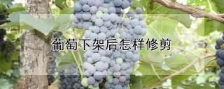 葡萄下架后怎样修剪,第1图