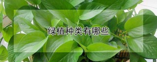 绿植种类有哪些,第1图