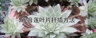 观音莲叶片扦插方法,第1图