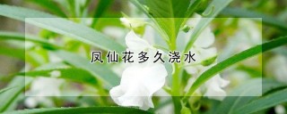 凤仙花多久浇水,第1图