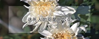 送死人的花是什么花,第1图