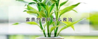 富贵竹黄叶怎么救治,第1图