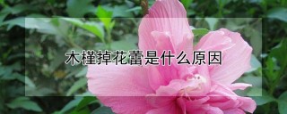 木槿掉花蕾是什么原因,第1图