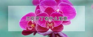 兰花开了有什么寓意,第1图