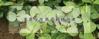 麦茬花生高产种植技术,第1图