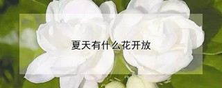 夏天有什么花开放,第1图