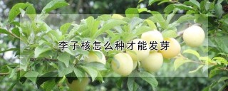 李子核怎么种才能发芽,第1图