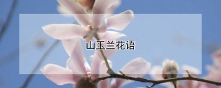 山玉兰花语,第1图