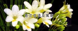 苍兰花语及寓意,第1图