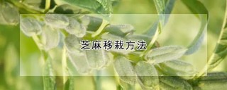 芝麻移栽方法,第1图