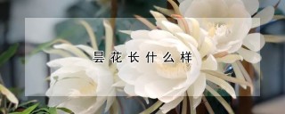 昙花长什么样,第1图