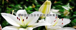 各种颜色百合花的花语和寓意,第1图