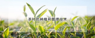 茶叶的种植和管理技术,第1图