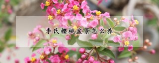 李氏樱桃盆景怎么养,第1图