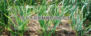 北方大蒜的种植时间及方法,第1图