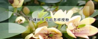 柠檬树开花后怎样授粉,第1图