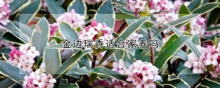 金边瑞香适合家养吗,第1图