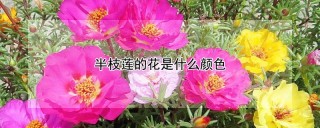 半枝莲的花是什么颜色,第1图