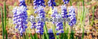 风信子开两朵花的寓意,第1图