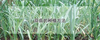 蒜苗的种植方法,第1图