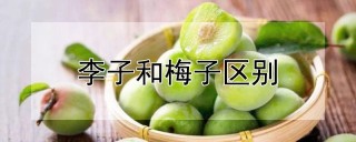 李子和梅子区别,第1图