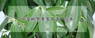 平安树冬季多久浇一次水,第1图