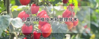 小番茄种植技术和管理技术,第1图