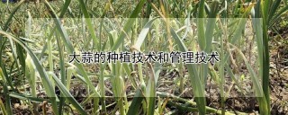 大蒜的种植技术和管理技术,第1图