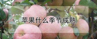 苹果什么季节成熟,第1图