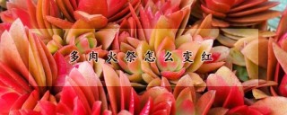 多肉火祭怎么变红,第1图