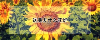 送朋友什么花好,第1图