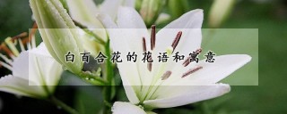 白百合花的花语和寓意,第1图