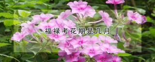 福禄考花期是几月,第1图