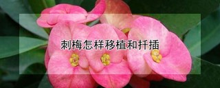 刺梅怎样移植和扦插,第1图