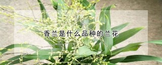 香兰是什么品种的兰花,第1图