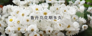 鲁丹鸟花期多久,第1图